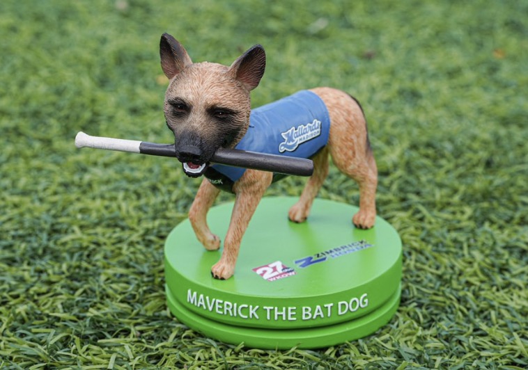 Maverick the Bat Dog